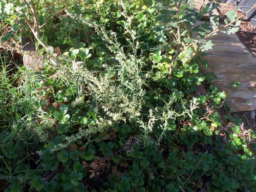 wormwood
